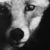 Profile picture of Edd Fox